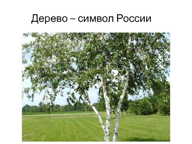 Презентация Зеленый наряд нашей планеты Дерево – символ РоссииБЕРЁЗА – символ РОССИИ Дерево – символ РоссииБЕРЁЗА – символ РОССИИ