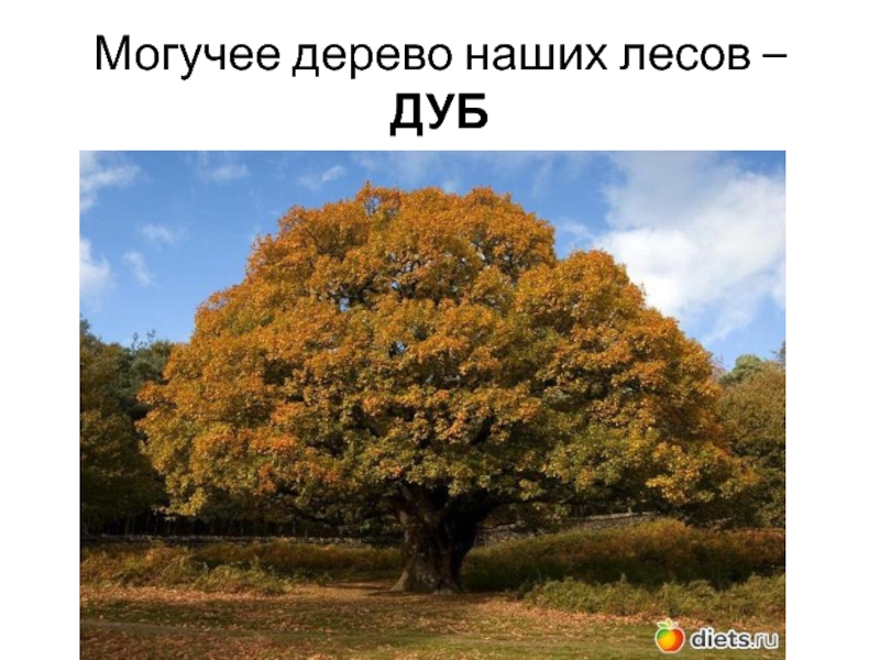 Презентация Зеленый наряд нашей планеты Могучее дерево наших лесов – ДУБ Могучее дерево наших лесов – ДУБ