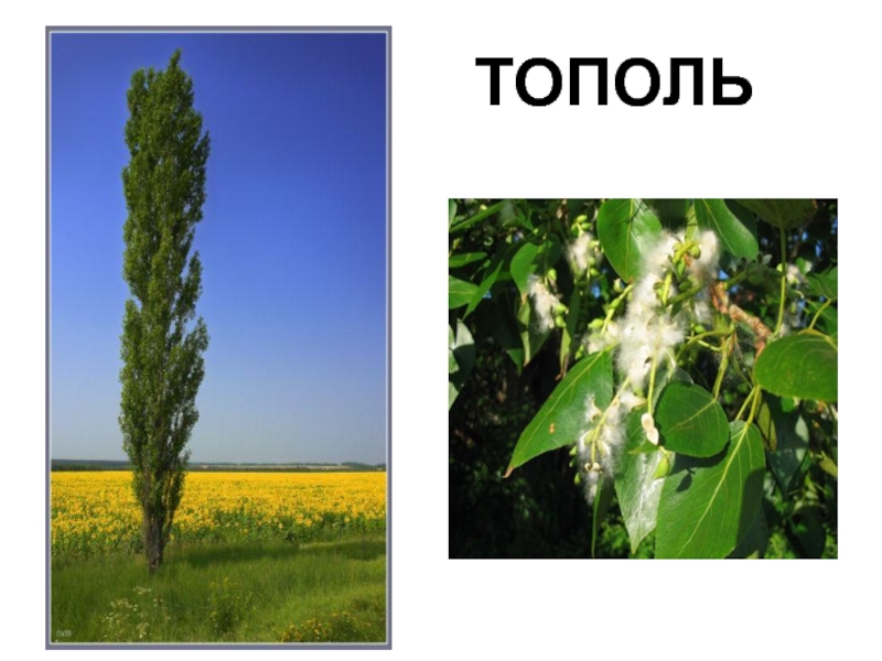 Презентация Зеленый наряд нашей планеты ТОПОЛЬ ТОПОЛЬ