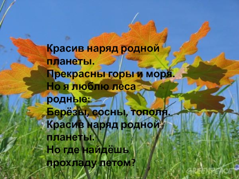 Презентация Зеленый наряд нашей планеты Красив наряд родной планеты. Прекрасны горы и моря. Но я люблю Красив наряд родной планеты. Прекрасны горы и моря. Но я люблю леса родные: Берёзы, сосны, тополя. Красив
