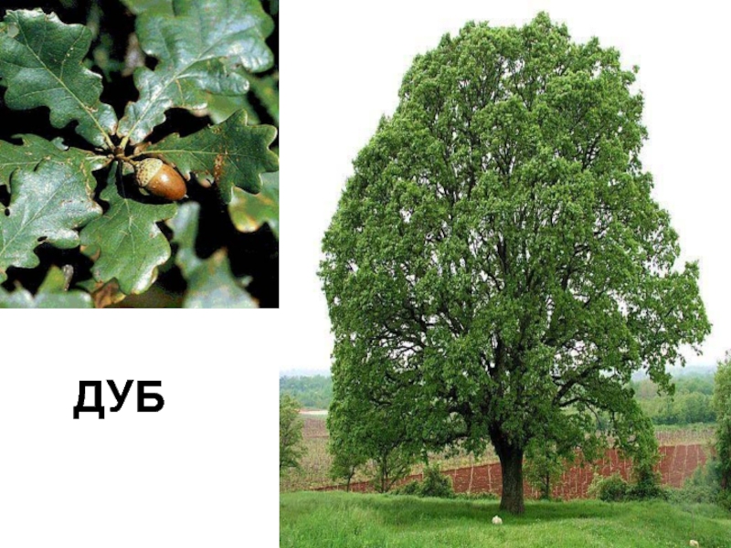 Презентация Зеленый наряд нашей планеты ДУБ