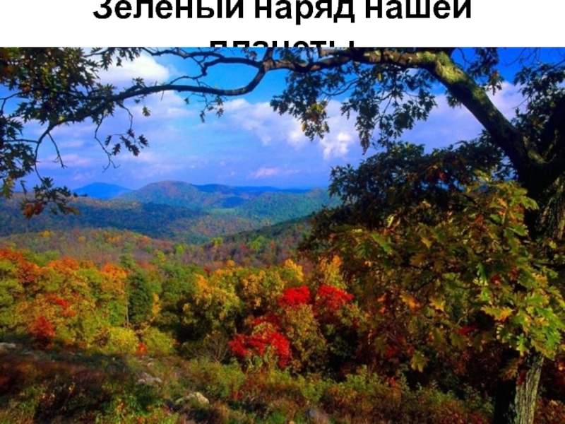 Презентация Зеленый наряд нашей планеты Зеленый наряд нашей планеты Зеленый наряд нашей планеты