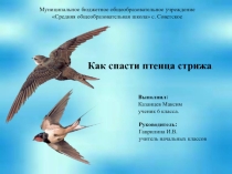Презентация Как спасти птенца стрижа?