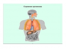 Презентация к уроку окружающего мира по теме Органы Чувств