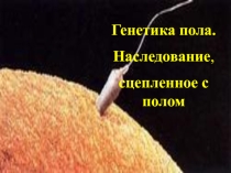 Презентация по биологии на тему Генетика пола 1 курс