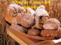 Презентация к классному часу История хлеба (1-2кл)