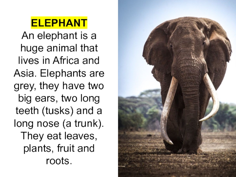 Can an elephant jump. Презентация на тему Asian Elephant. A Elephant или an. An Elephant is a huge animal that Lives in Africa and Asia. An Elephant is a big animal 3 класс.