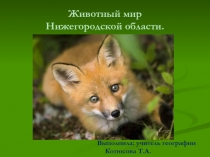 Презентация по географии в 9 классе на тему Животный мир Нижегородской области