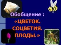 Презентация по биологии на тему Обобщение - цветок, соцветия, плоды (6 класс)