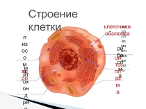 Презентация по биологии на тему Образование новых клеток (5 класс)
