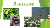 Презентация к уроку окружающего мира В низине