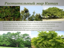 Презентация Растительный мир Китая (внеурочный курс)