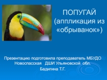 Презентация для 1 класса общеразвивающей программыПопугаи