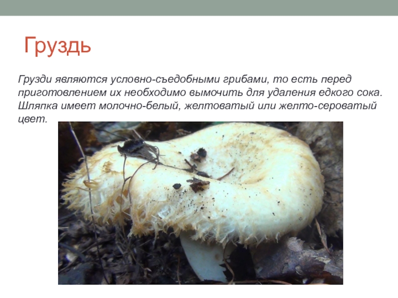 ГруздьГрузди являются условно-съедобными грибами, то есть перед приготовлением их необходимо вымочить для удаления едкого сока. Шляпка имеет