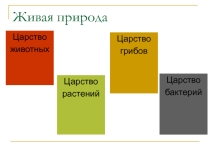 Презентация  Виды животных