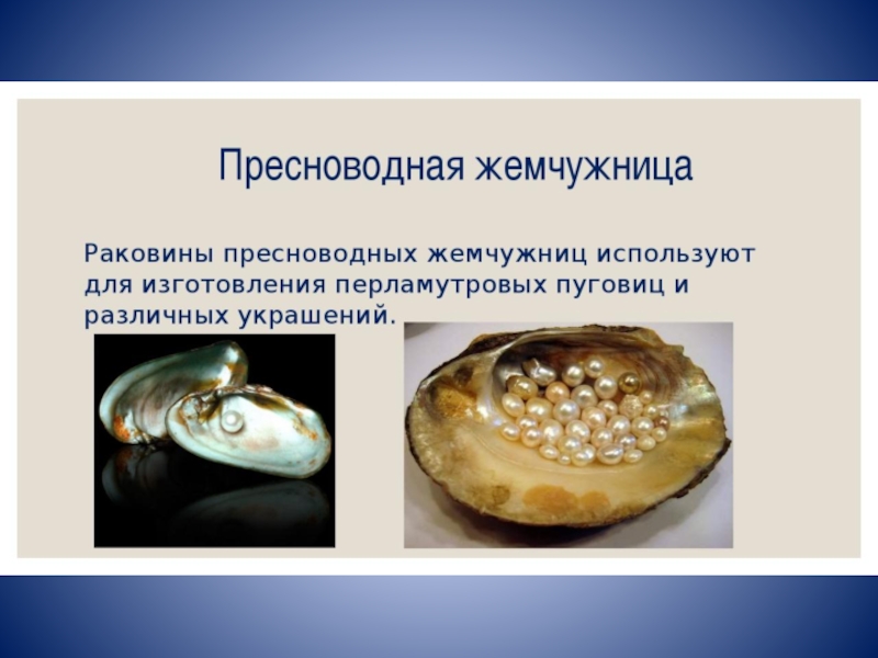 Презентация к занятию по художественно-эстетическому развитию в старшей группе на тему: Эти чудесные раковины