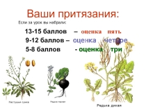 Класс двудольные. Семейство крестоцветные.
