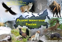 Презентация по географии Редкие животные России (8 класс)