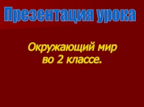 Презентация по окружающему миру на тему Насекомые леса
