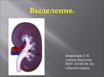 Презентация Выделение