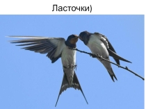 Проект экологического кружка  Родник  Весна идёт...