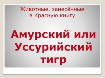Животные, занесённые в Красную книгу России. Амурский тигр.