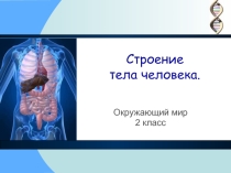 Презентация к уроку окружающего мира на тему Строение тела человека