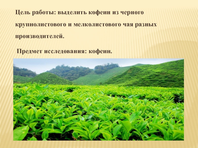Презентация по теме Кофеин Цель работы: выделить кофеин из черного крупнолистового и мелколистового чая разных производителей. Предмет исследования: кофеин. Цель работы: выделить кофеин из черного крупнолистового и мелколистового чая разных производителей. Предмет исследования: кофеин.