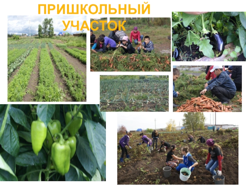 Презентация МБОУ Уразовский лицей ПРИШКОЛЬНЫЙ УЧАСТОК ПРИШКОЛЬНЫЙ УЧАСТОК