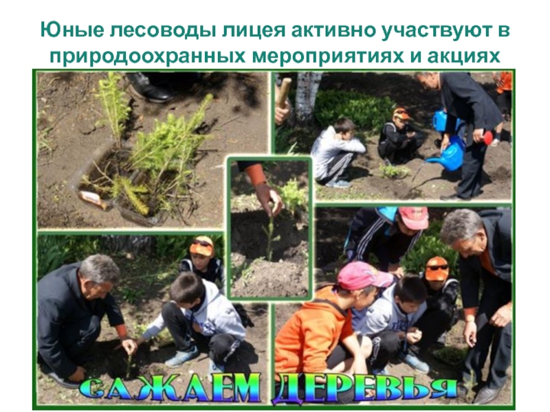 Презентация МБОУ Уразовский лицей Юные лесоводы лицея активно участвуют в природоохранных мероприятиях и акциях Юные лесоводы лицея активно участвуют в природоохранных мероприятиях и акциях