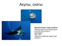 Презентация по биологии на тему Акулы, скаты