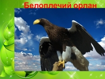 Презентация по курсу внеурочной деятельности Флора и фауна Хабаровского края Белоплечий орлан
