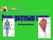 Презентация урока по биологии по теме Опорно-двигательная система (8 класс)