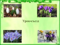 Презентация по русскому языку к уроку-съезду на тему Первые весенние цветы (3 класс)