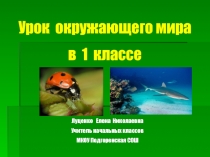 Презентация к уроку окружающего мира на тему Кто такие насекомые? Кто такие рыбы?