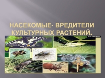 Презентация по биологии на тему Насекомые- вредители сельскохозяйственных культур ( 7 класс)