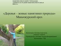 Презентация Деревья - живые памятники природы Маньчжурский орех