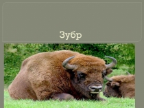 Презентация по биологии  Зубр