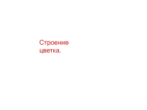 Презентация по биологии на тему строение цветка 6класс
