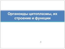 Презентация Органоиды цитоплазмы, их строение и функции