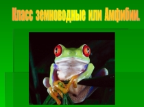Презентация по биологии Земноводные
