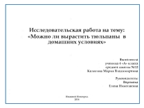 Можно ли вырастить тюльпаны в домашних условиях