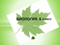 Презентация к уроку биологии в 6 классе по теме Фотосинтез