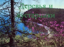 Презентация по окружающему миру Деревья и кустарники