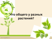 Что общего у разных растений?