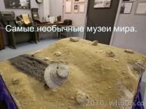 Музеи мира