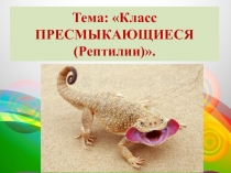 Презентация по биологии для 7 класса на тему: Класс Пресмыкающиеся.