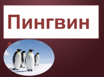 Презентация к урок:  Многообразие птиц
