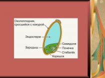 Презентация Покрытосеменные их характерные особенности