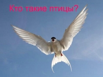 Презентация по окружающему миру Кто такие птицы